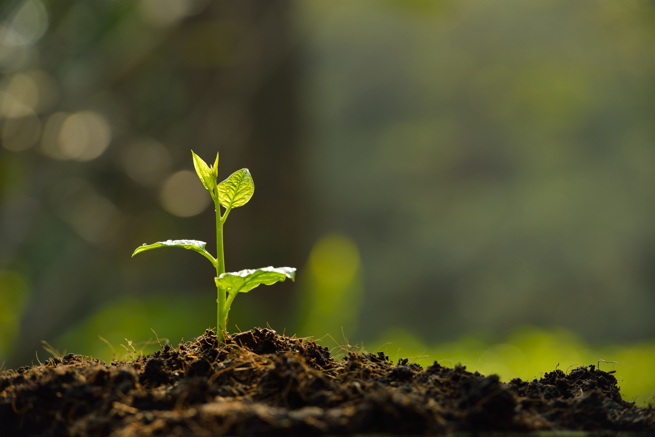 New growth, representing why we built BoostHOA